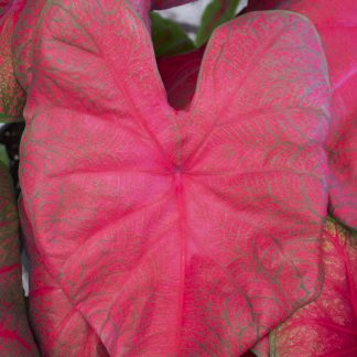 Caladium, Brandywine, 4 bulbs
