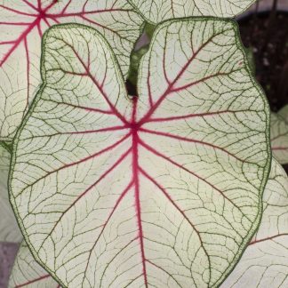 Caladium, Fantasy, 4 bulbs