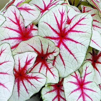 Caladium, Fiesta, 4 bulbs