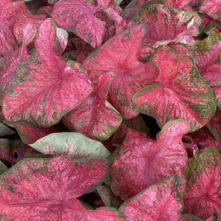 Caladium, Lava Glow, 4 bulbs