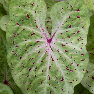 Caladium, 'Miss Muffet', 4 bulbs