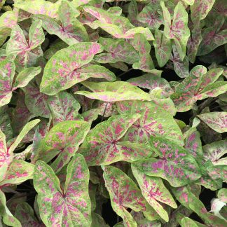 Caladium, Sea Foam Pink, 4 bulbs
