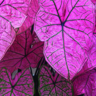 Caladium, Spring Fling, 4 bulbs